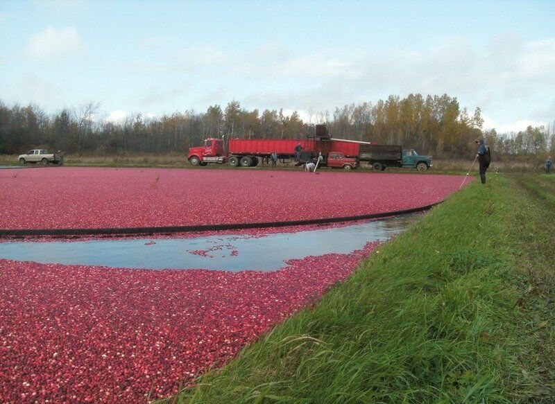 Cornell Ag Connection: A harvest of North Country cranberries